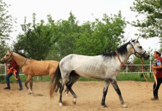 Turkmen Akhalteke Horse Day Tour