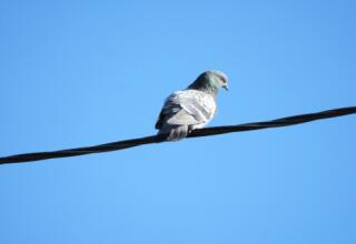 Birdwatching tour in Uzbekistan