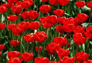 Tulip tour in Tien-Shan mountains