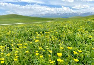 Flower watching tour in Kyrgyz mountains